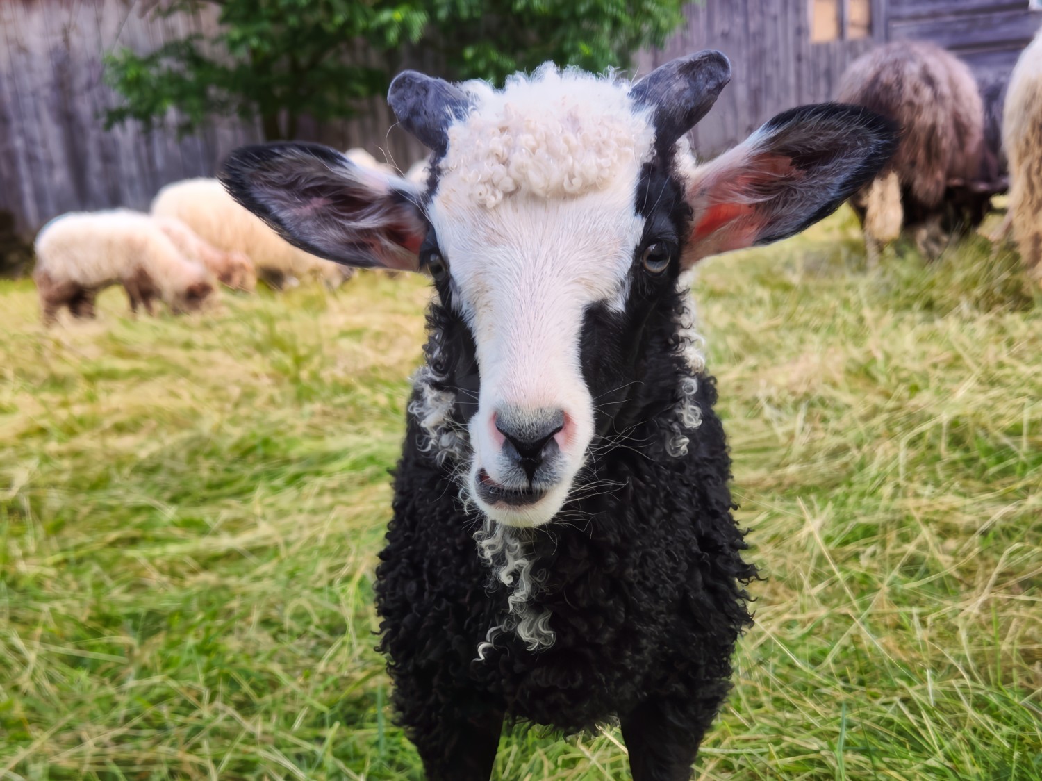 Za płotem nierzadko czekają różnej maści, wełniani przyjaciele. :)